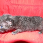 Petunia, Geoffroy's Cat, dob 9-29-15 Melanistic