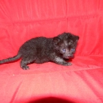 Petunia, Geoffroy's Cat, dob 9-29-15 Melanistic