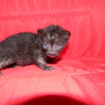 Petunia, Geoffroy's Cat, dob 9-29-15 Melanistic