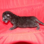 Petunia, Geoffroy's Cat, dob 9-29-15 Melanistic