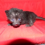 Petunia, Geoffroy's Cat, dob 9-29-15 Melanistic