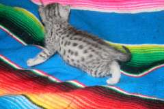 Prince Meow Meow Silver Egyptian Mau Male DOB 6-10-15