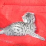 Prince, Silver Egyptian Mau Male DOB 6-10-15