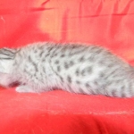 Prince, Silver Egyptian Mau Male DOB 6-10-15