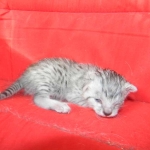 Prince, Silver Egyptian Mau Male DOB 6-10-15