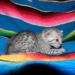 Prince, Silver Egyptian Mau Male DOB 6-10-15