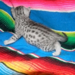 Prince, Silver Egyptian Mau Male DOB 6-10-15