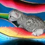 Prince, Silver Egyptian Mau Male DOB 6-10-15