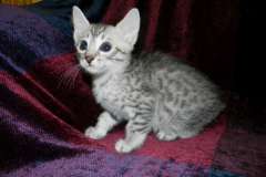 Raiden Egyptian Mau Silver Male DOB 5/7/15
