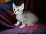 Raiden Egyptian Mau Silver Male DOB 5/7/15