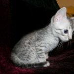 Silver Egyptian Mau Male