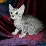 Silver Egyptian Mau Male