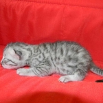 Silver Egyptain Mau Male