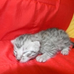 Silver Egyptian Mau Male