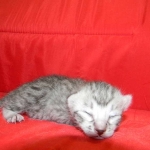 Silver Egyptian Mau Male