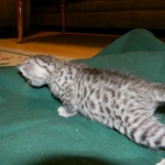 Silver Egyptian Mau Male