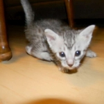 Silver Egyptian Mau Male