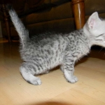 Silver Egyptian Mau Male