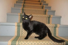 Re-Home Eva F-7B Savannah