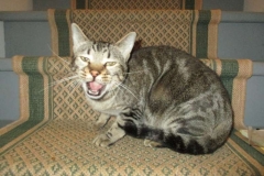 Re-Home Percy Marble Bengal