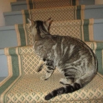 Percy