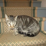 Percy