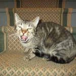 Percy