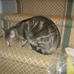 Percy