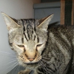 Percy