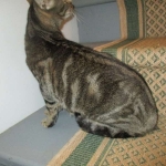 Percy