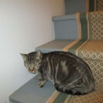 Percy
