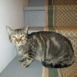 Percy