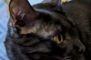 Retirees and Re-homes