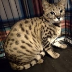 Kricket F-2C Female Savannah