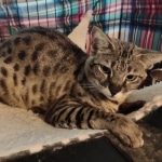 Kricket F-2C Female Savannah