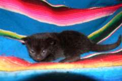 Riley Dark Smoke Egyptian Mau female DOB 6-10-15