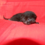 Riley Dark Smoke Egyptian Mau DOB 6-10-15
