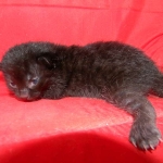 Riley Dark Smoke Egyptian Mau DOB 6-10-15