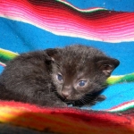 Riley Dark Smoke Egyptian Mau DOB 6-10-15