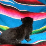 Riley Dark Smoke Egyptian Mau DOB 6-10-15