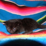 Riley Dark Smoke Egyptian Mau DOB 6-10-15