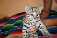 Rio, Geoffroy's Cat Golden Spotted Male DOB 6-16-16