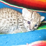 Rio, Geoffroy's Cat, Golden Spotted Male DOB 6-16-16