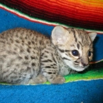Rio, Geoffroy's Cat, Golden Spotted Male DOB 6-16-16