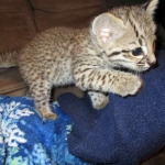 Rio, Geoffroy's Cat, Golden Spotted Male DOB 6-16-16