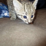 Rio, Geoffroy's Cat, Golden Spotted Male DOB 6-16-16