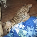 Rio, Geoffroy's Cat, Golden Spotted Male DOB 6-16-16