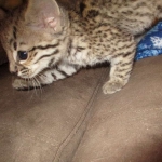 Rio, Geoffroy's Cat, Golden Spotted Male DOB 6-16-16