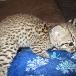 Rio, Geoffroy's Cat, Golden Spotted Male DOB 6-16-16