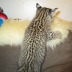 Rio, Geoffroy's Cat, Golden Spotted Male DOB 6-16-16